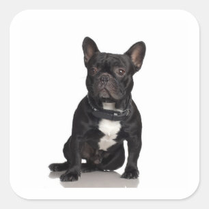 French Bulldog Square Sticker