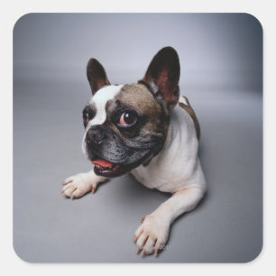 French Bulldog Square Sticker