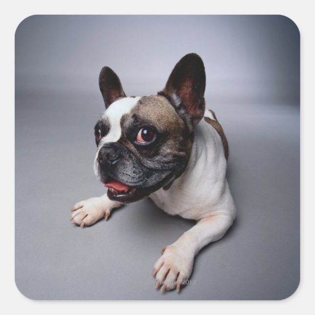 French Bulldog Square Sticker (Front)