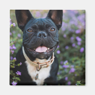 French Bulldog Stands in Flowers Magnet