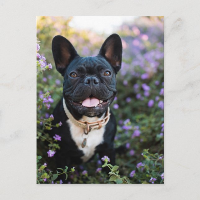 French Bulldog Stands in Flowers Postcard (Front)