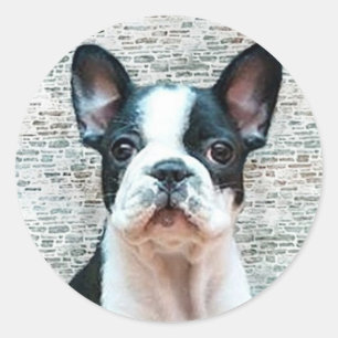 French Bulldog stickers