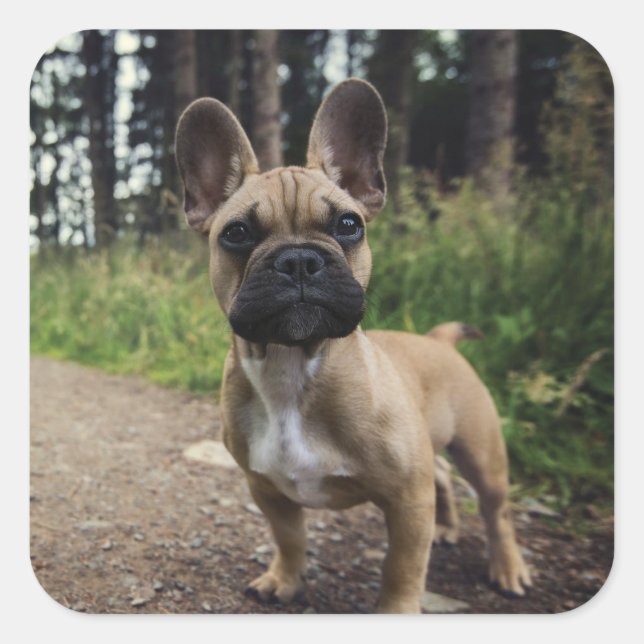 French Bulldog Throw Pillow Square Sticker (Front)