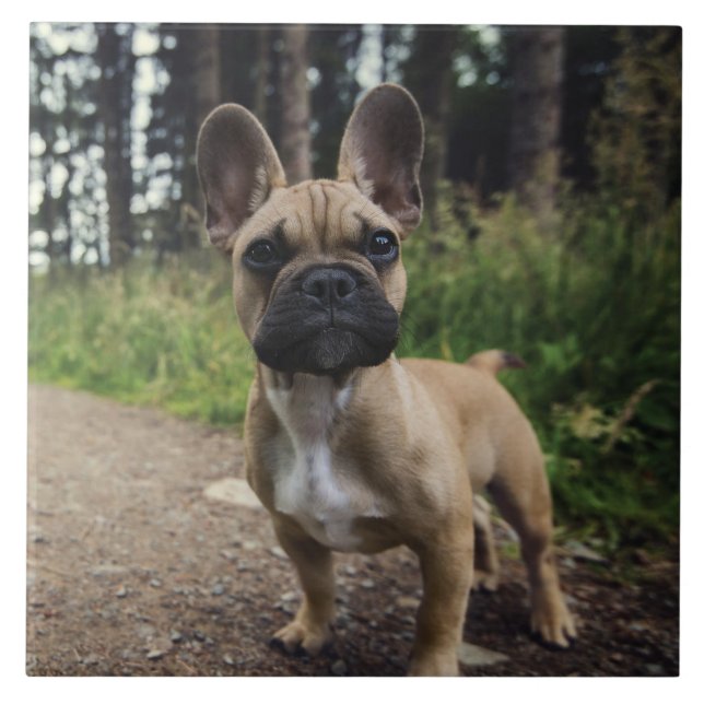 French Bulldog Throw Pillow Tile (Front)