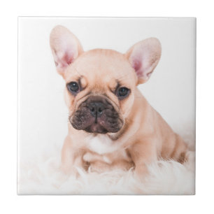 French Bulldog Tile