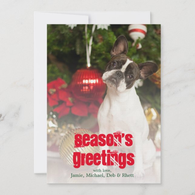 French bulldog tilting head (Front)