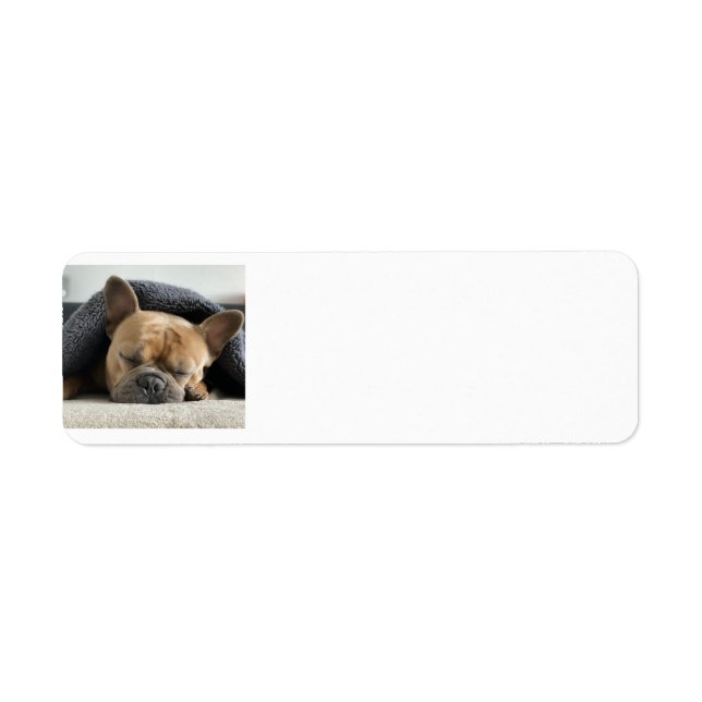 french bulldog under blanket   (Front)