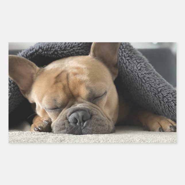 french bulldog under blanket   rectangular sticker (Front)