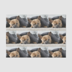 french bulldog under blanket tissue paper