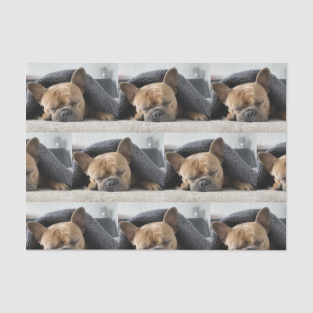 french bulldog under blanket   tissue paper (Front)