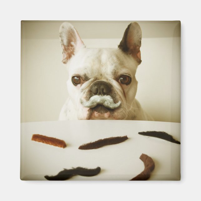 French Bulldog With A Moustache Magnet (Front)