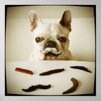 French Bulldog With A Moustache