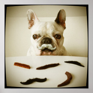 French Bulldog With A Moustache Poster