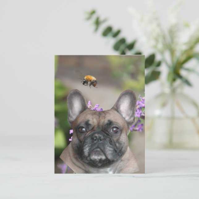 French Bulldog with bee Postcard (Standing Front)