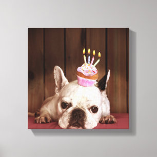 French Bulldog With Birthday Cupcake Canvas Print