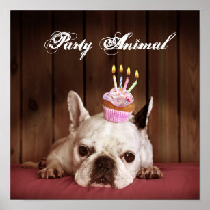 French Bulldog With Birthday Cupcake Poster