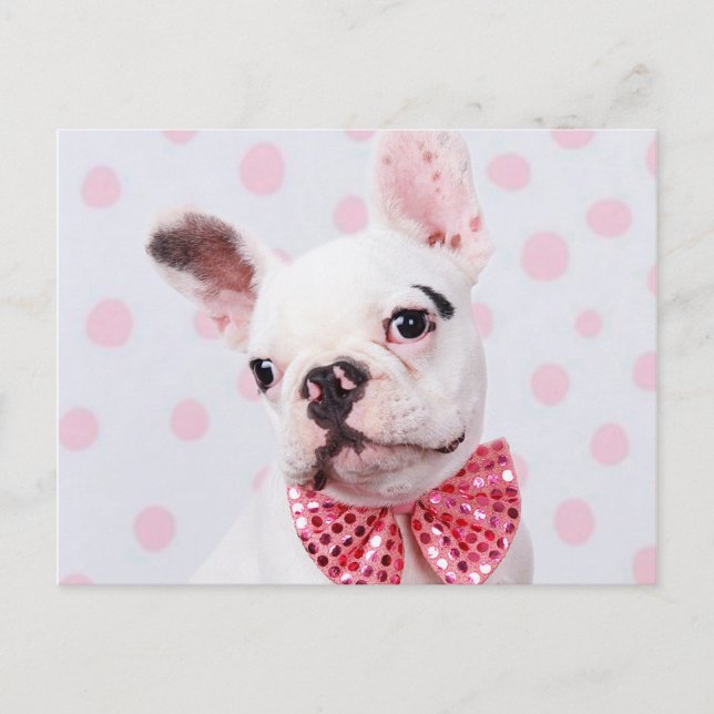 French Bulldog with Bow Tie Postcard (Front)