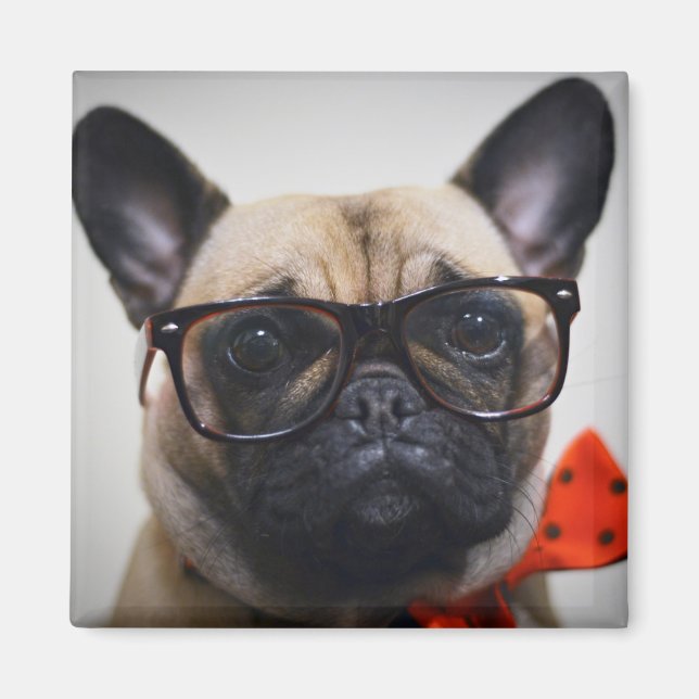 French Bulldog With Glasses And Bow Tie Magnet (Front)