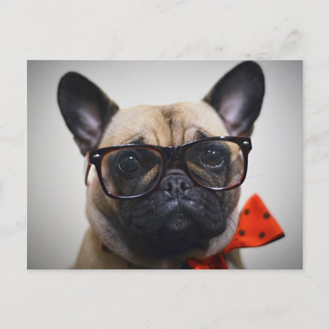 French Bulldog With Glasses And Bow Tie Postcard (Front)