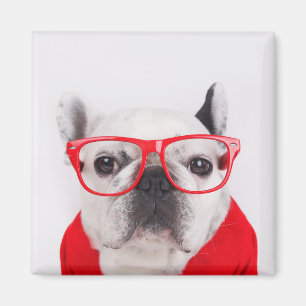 French Bulldog with Glasses and Shirt Magnet