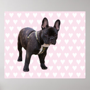 French Bulldog with pink & white hearts poster