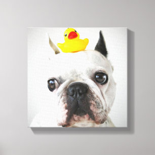 French Bulldog With Rubber Duck Canvas Print