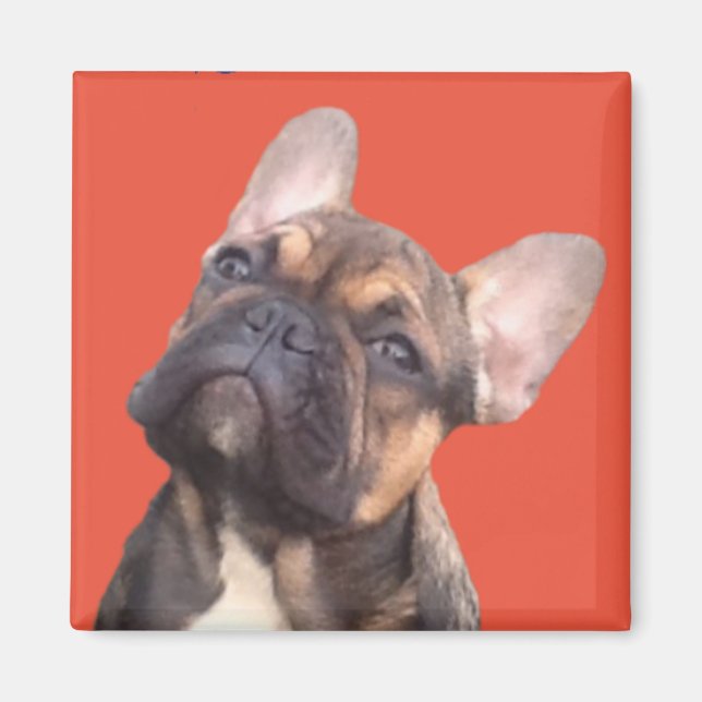 French bulldogge magnet (Front)