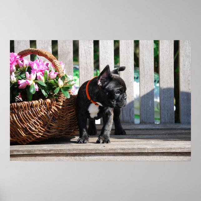 French Bulldogge Poster (Front)