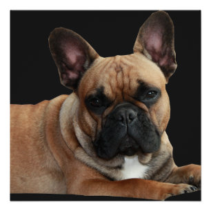 French Bulldogge Poster