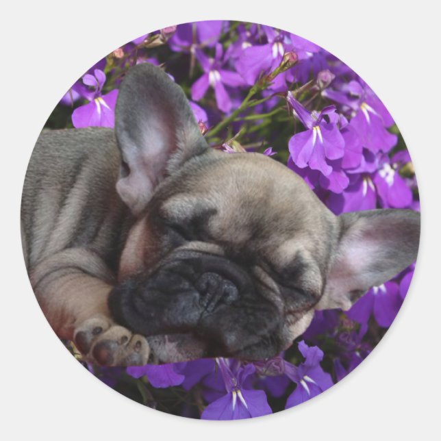 French bulldogge sticker (Front)