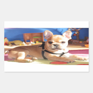French bulldogge sticker