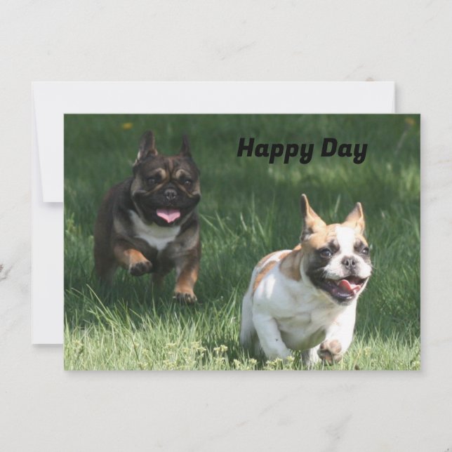 French Bulldoggen (Front)