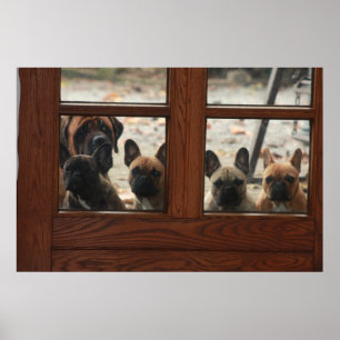 French Bulldoggen poster