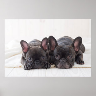 French Bulldogs Snuggling On A Blanket Poster