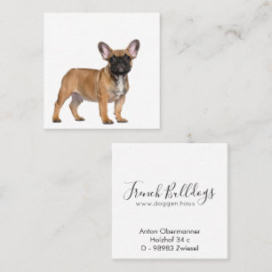 French Bulldogs Square Business Card
