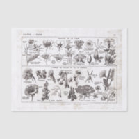 French Dictionary Plate Print-No.22138-Flowers/Fle