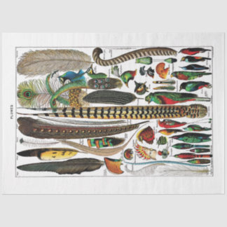 French Dictionary Plate Tissue Paper- Plumes Tissue Paper