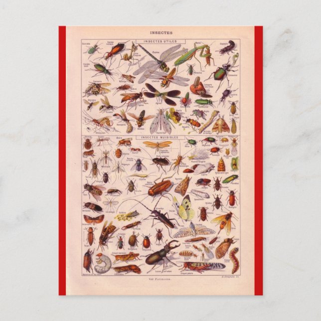 French Encyclopaedia 1920, Insects Postcard (Front)