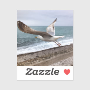 French Etretat seagull