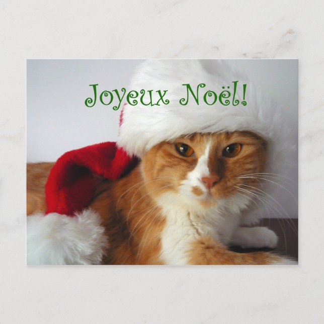 French Greeting Cat in Santa Hat Postcard (Front)