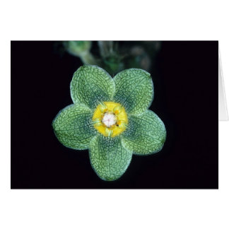 FRENCH GUIANA: Matelea gracieae