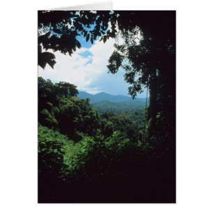 FRENCH GUIANA: Rain forest view