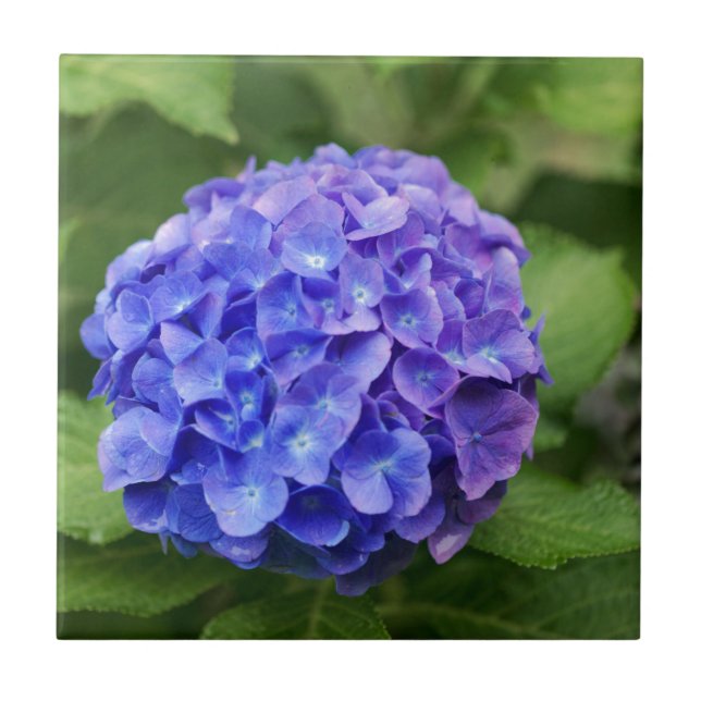 French hydrangea (Hydrangea macrophylla) Tile (Front)