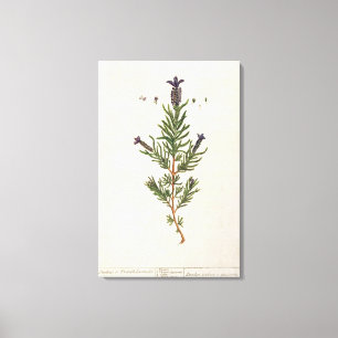 French Lavender, plate 241 from 'A Curious Herbal' Canvas Print