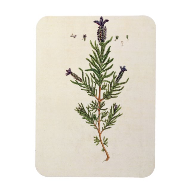 French Lavender, plate 241 from 'A Curious Herbal' Magnet (Vertical)