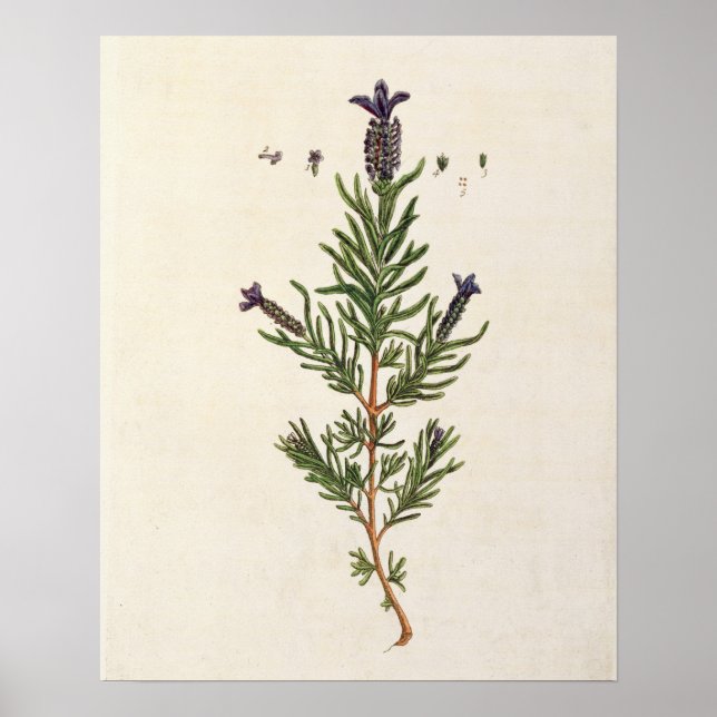 French Lavender, plate 241 from 'A Curious Herbal' Poster (Front)
