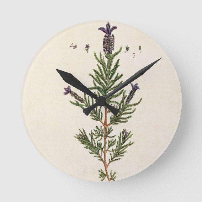 French Lavender, plate 241 from 'A Curious Herbal' Round Clock (Front)