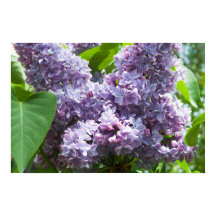 French Lilacs