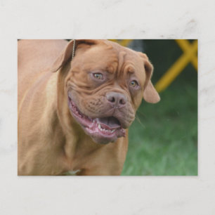 French Mastiff Dog Postcard