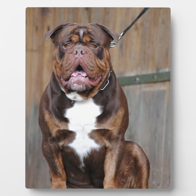 French Mastiff Plaque (Front)